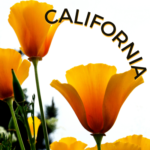 Group logo of Discover God in California